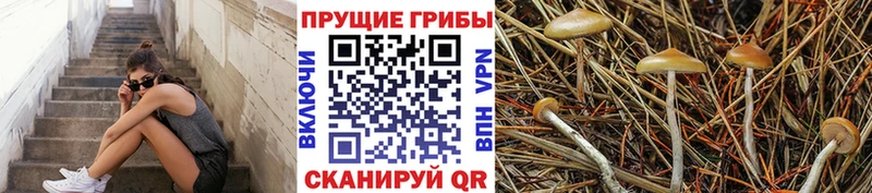 купить  цена  Мураши  Псилоцибиновые грибы прущие грибы 
